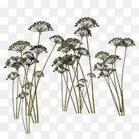 植物 草 -空若网 植物 草 -空若网