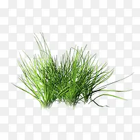 一丛绿草-空若网 一丛绿草-空若网