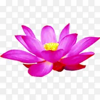 手绘摄影海报莲花效果-空若网 手绘摄影海报莲花效果-空若网