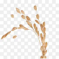 稻草-空若网 稻草-空若网