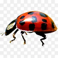 高清摄影红色红星瓢虫-空若网 高清摄影红色红星瓢虫-空若网