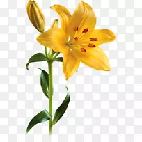 百合插花艺术-百合花图片-空若网 百合插花艺术-百合花图片-空若网