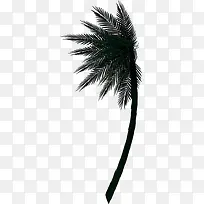 棕榈树-空若网 棕榈树-空若网