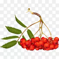 山灰摄影剪辑艺术浆果-空若网 山灰摄影剪辑艺术浆果-空若网