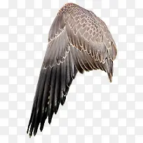 一半羽毛翅膀-空若网 一半羽毛翅膀-空若网