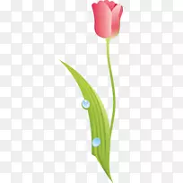 开花植物郁金香百合科植物茎郁金香-空若网 开花植物郁金香百合科植物茎郁金香-空若网