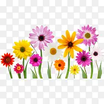 彩色绚丽小花美景-空若网 彩色绚丽小花美景-空若网