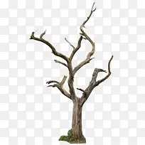 树枝枯萎树枝干树枝-空若网 树枝枯萎树枝干树枝-空若网