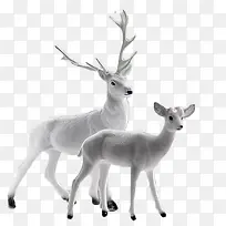 白色鹿-空若网 白色鹿-空若网