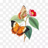 À¥³æµÄµÛÍõºûµû×ÔȻʷ£º´ÓÀ¥³æ±ê±¾ÖÐÌáÈ¡µÄÊý×Ö-ºûµûȺ-ºûµû-¿ÕÈôÍø À¥³æµÄµÛÍõºûµû×ÔȻʷ£º´ÓÀ¥³æ±ê±¾ÖÐÌáÈ¡µÄÊý×Ö-ºûµûȺ-ºûµû-¿ÕÈôÍø