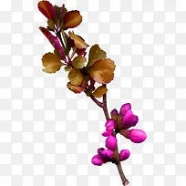 ���ո���ֲ�ﰮ��-������