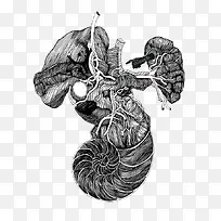 黑白肌肉器官插画-空若网 黑白肌肉器官插画-空若网