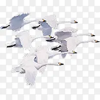 创意摄影白色的白鸥素材-空若网 创意摄影白色的白鸥素材-空若网