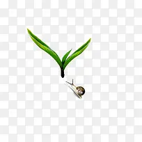 蜗牛 小草-空若网 蜗牛 小草-空若网