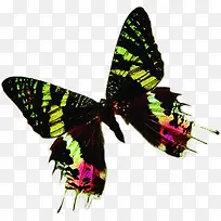 ��ɫʱ�к�������-������