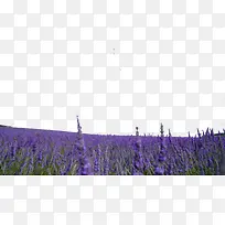 紫色薰衣草风景二-空若网 紫色薰衣草风景二-空若网