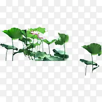 荷花创意美景高清-空若网 荷花创意美景高清-空若网