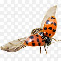 ���츴����������-������