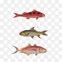 插画 淡水鱼-空若网 插画 淡水鱼-空若网