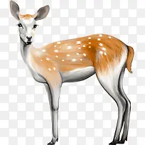 矢量鹿-空若网 矢量鹿-空若网