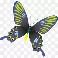 蝴蝶昆虫剪贴画-蝴蝶-空若网 蝴蝶昆虫剪贴画-蝴蝶-空若网