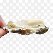 半只大生蚝素材-空若网 半只大生蚝素材-空若网