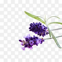 ޹�²���д-������