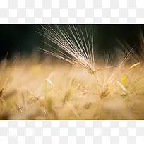 金色麦穗首摄影特写-空若网 金色麦穗首摄影特写-空若网