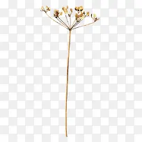 枝条-空若网 枝条-空若网