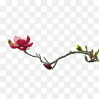 花-空若网 花-空若网