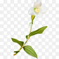 水仙花白色水仙花-空若网 水仙花白色水仙花-空若网