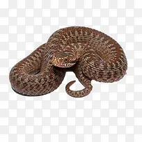 动物-空若网 动物-空若网