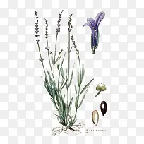 手绘薰衣草-空若网 手绘薰衣草-空若网