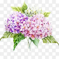 ��ɫ޹�²�-������