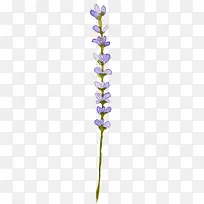 手绘薰衣草-空若网 手绘薰衣草-空若网