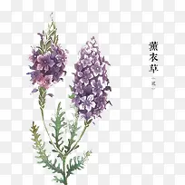 薰衣草-空若网 薰衣草-空若网