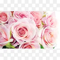 唯美玫瑰花摄影图-空若网 唯美玫瑰花摄影图-空若网