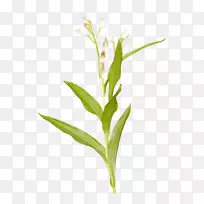 切花草植物茎乡-空若网 切花草植物茎乡-空若网