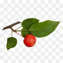 绿色叶子红色水果-空若网 绿色叶子红色水果-空若网