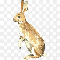 手绘可爱小兔卡通-空若网 手绘可爱小兔卡通-空若网