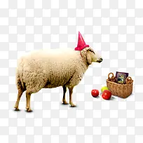 动物-空若网 动物-空若网