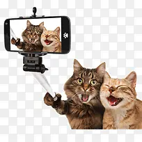 爱自拍的猫咪-空若网 爱自拍的猫咪-空若网