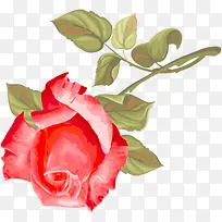 ��ƺ���ֲ�ﻨ�����Ч��-������