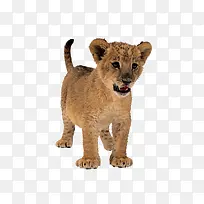 可爱的幼小猎豹-空若网 可爱的幼小猎豹-空若网