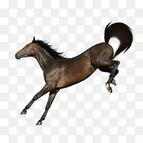 ����Ӱ�ֻ�-������