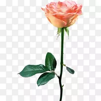 海滩玫瑰切花白玫瑰-空若网 海滩玫瑰切花白玫瑰-空若网