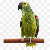可爱的鹦鹉-空若网 可爱的鹦鹉-空若网