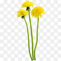 高清摄影黄色油菜花-空若网 高清摄影黄色油菜花-空若网