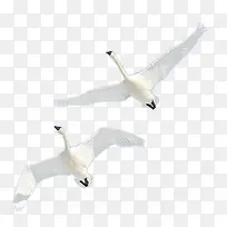 两只白鹭-空若网 两只白鹭-空若网