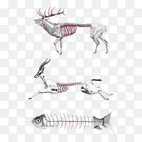 动物骨骼插画制作-空若网 动物骨骼插画制作-空若网